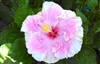 HIBISCUS C'EST BON-PINK COLOR  WITH CREAM YELLOW BORDER AND RED CENTER, rosa-sinensis-Tropical Zone 9+