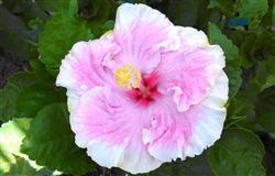 HIBISCUS C'EST BON-PINK COLOR  WITH CREAM YELLOW BORDER AND RED CENTER, rosa-sinensis-Tropical Zone 9+