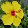 HIBISCUS FORT MYERS YELLOW-, WIDE YELLOW PETALS WITH RED CENTER rosa-sinensis-Tropical Zone 9+