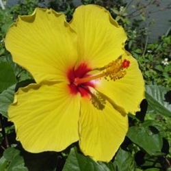 HIBISCUS FORT MYERS YELLOW-, WIDE YELLOW PETALS WITH RED CENTER rosa-sinensis-Tropical Zone 9+