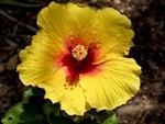 HIBISCUS YELLOW TORCH-RUFFLED YELLOW PETALS WITH BROAD RED CENTER, rosa-sinensis-Tropical Zone 9+