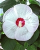 HIBISCUS LUNA WHITE--HIBISCUS moscheutos, WHITE WITH RED CENTER ZONE 5