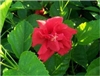 HIBISCUS DOUBLE RED, rosa-sinensis-Tropical Zone 9+