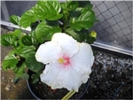 HIBISCUS (TEMPORARILY OUT OF STOCK)  WHIPPED CREAM- PALE WHITE WITH RED CENTER Zone 9+ Tropical