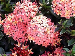 IXORA DWARF ORANGE-ORANGE CLUSTER BLOOMS, Ixora coccinea-Tropical Zone 9+