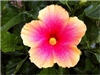 HIBISCUS EDWARD LE PLANTE-SINGLE PINK WITH PALE YELLOW RUFFLED BORDER HOT PINK CENTER ZONE 9+ TROPICAL