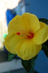 HIBISCUS JOANN, SINGLE YELLOW BLOOM Red Center, rosa-sinensis-Tropical Zone 9