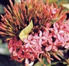 IXORA NORA GRANT-ROSE PINK CLUSTER BLOOMS, Ixora coccinea-Tropical Zone 9+