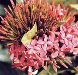 IXORA NORA GRANT-ROSE PINK CLUSTER BLOOMS, Ixora coccinea-Tropical Zone 9+