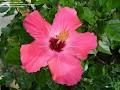 HIBISCUS PAINTED LADY SINGLE SALMON-PINK WITH DEEP RED CENTER, rosa-sinensis-Tropical Zone 9+