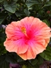 TEMPORARILY OUT OF STOCK....PINK VISTA HIBISCUS-SINGLE PINK WITH LIGHT PINKISH-ORANGE BORDER