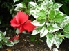 HIBISCUS SNOW QUEEN, VARIEGATED LEAVES WITH BRIGHT RED SMALLER BLOOMS, rosa-sinensis-Tropical Zone 9+