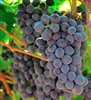GRAPE VINE CABERNET SAUVIGNON FRENCH WINE GRAPE-Black Wine Grape  Zone 7
