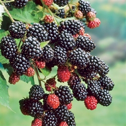 RUBUS 'PRIME ARK-45' BLACKBERRY PRIMOCANE THORNY ZONE 4-8