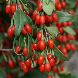 Goji Berry Lycium barbarum Shrub ZONE 5-9