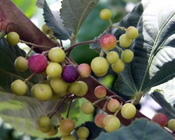 OUT NOT GROWING ANYMOREGrewia asiatica 'Sherbet Berry' ZONE 9-11