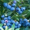 Blueberry Vaccinium 'Sunshine Blue'-Southern Blueberry Zone:  5-10 Chill: 150-200 hrs