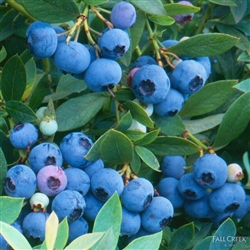 Blueberry Vaccinium 'Sunshine Blue'-Southern Blueberry Zone:  5-10 Chill: 150-200 hrs