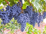 Grape Vine "MARS" Vitis labrusca  BUNCH GRAPE  BLACK/BLUE SEEDLESS Fruit Zone 5