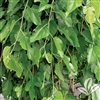 FRUITlLESS MULBERRY MORUS ALBA  ZONE 4