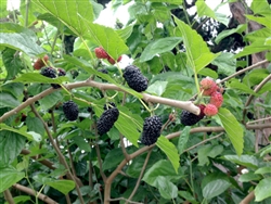 FRUITING MULBERRY Morus  ZONE 4 Chill hrs 200