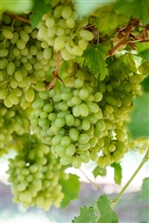 Thompson Seedless Grape-Vitis vinifera 'Thompson Seedless' Zone 5