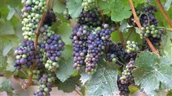 Grape Vine Pinot Noir Grape-dark blue grape-distinctive fragrance Zone 6