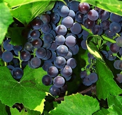 ST. CROIX PURPLE TABLE OR WINE GRAPE VINE-Ultra cold weather vine Z-4