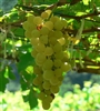 CHENIN BLANC-Pineau de la Loire white grape Zone 7
