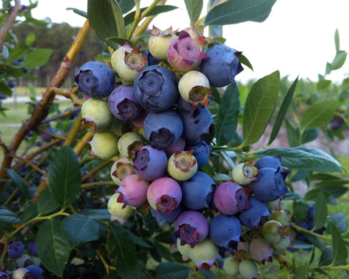 BLUEBERRY VACCINIUM ‘STAR’-Southern HighBush Blueberry--Zone 8-10 CHILL:  300-400 HRS