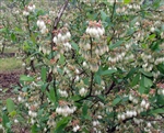 VACCINIUM â€˜VERNONâ€™-Rabbiteye Blueberry-Zone:7-10