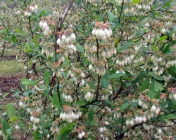 VACCINIUM â€˜VERNONâ€™-Rabbiteye Blueberry-Zone:7-10