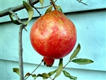 POMEGRANATE RUSSIAN SALAVATSKI-â€˜Punica granatum Salavatskiâ€™ Zone 7+