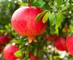 POMEGRANATE Punica granatum  PARFYANKA  Zone 6+