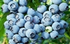 Blueberry Powder Blue Rabbiteye Blueberry-Vaccinium ashei 'Powder Blue' 6-10' Zone 6b