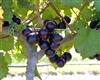 Muscadine Vitus 'ALACHUA' Muscadine  Black Fruit  Zone 7