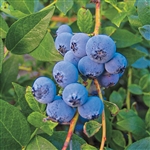 Blueberry Vaccinium BILOXI Southern Blueberry Zone 5 Chill hrs 150