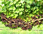 Muscadine Vitus 'DELICIOUS' Muscadine  Large Black Fruit Zone 7