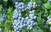 Brightwell Rabbiteye Blueberry Plant- Vaccinium ashei'Brightwell'  6-8' Z 6b
