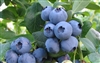 Alapaha Rabbiteye Blueberry - Vaccinium ashei 'Alapaha'  6-8' Z 7b chill 450 hrs