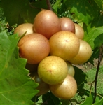 Muscadine Vitus 'DIXIE' Muscadine Large Bronze Fruit  Zone 7