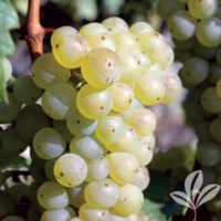 SCUPPERNONG MUSCADINE VINE Self Fertile Greenish or Bronze Large Grape