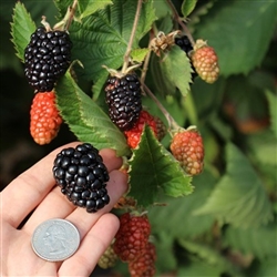 RUBUS 'PRIME ARK-TRAVELER' BLACKBERRY PRIMOCANE THORNLESS ZONE 6