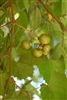 Muscadine Vitus CARLOS  Reddish Bronze Fruit Zone 7