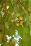 Muscadine Vitus CARLOS  Reddish Bronze Fruit Zone 7
