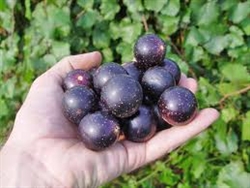 Muscadine Vitus 'Jumbo' Muscadine Large Black Fruit Zone 7