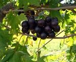 Muscadine Vitus 'NOBLE' Muscadine  Large Red Fruit Zone 7