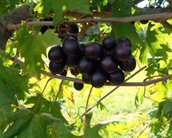 Muscadine Vitus 'NOBLE' Muscadine  Large Red Fruit Zone 7