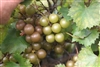 Muscadine Vitus 'Welder' Muscadine Large Bronze Fruit Zone 7