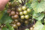 Muscadine Vitus 'Welder' Muscadine Large Bronze Fruit Zone 7